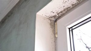 Mold Growth And Mold Spores On Wall - Mold Remediation - SERVPRO Of West Pensacola - 3345 Addison Dr, Pensacola, FL 32504 - 850 469 1160 -servprowestpensacolafl.com