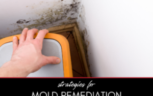 effective mold removal strategies 2
