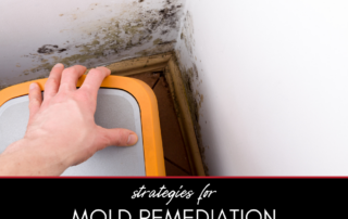 effective mold removal strategies 2