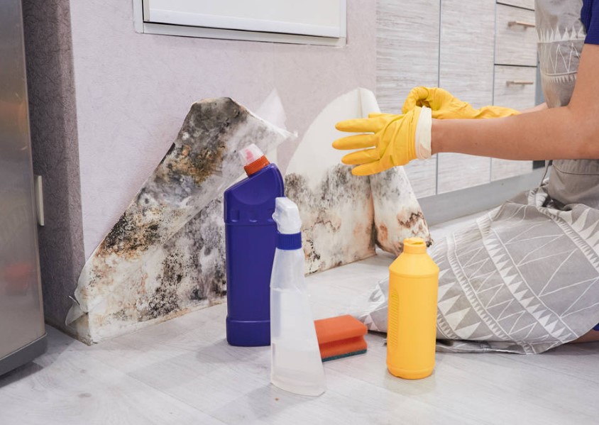 Effective Mold Removal Strategies
