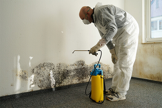 Professional Mold Removal Services