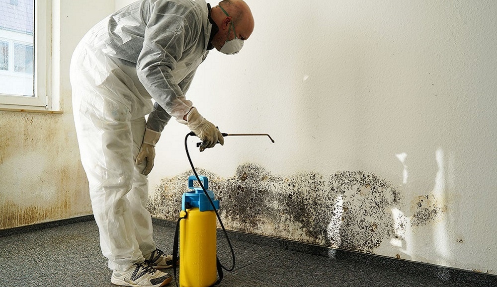 Professional Mold Removal Services