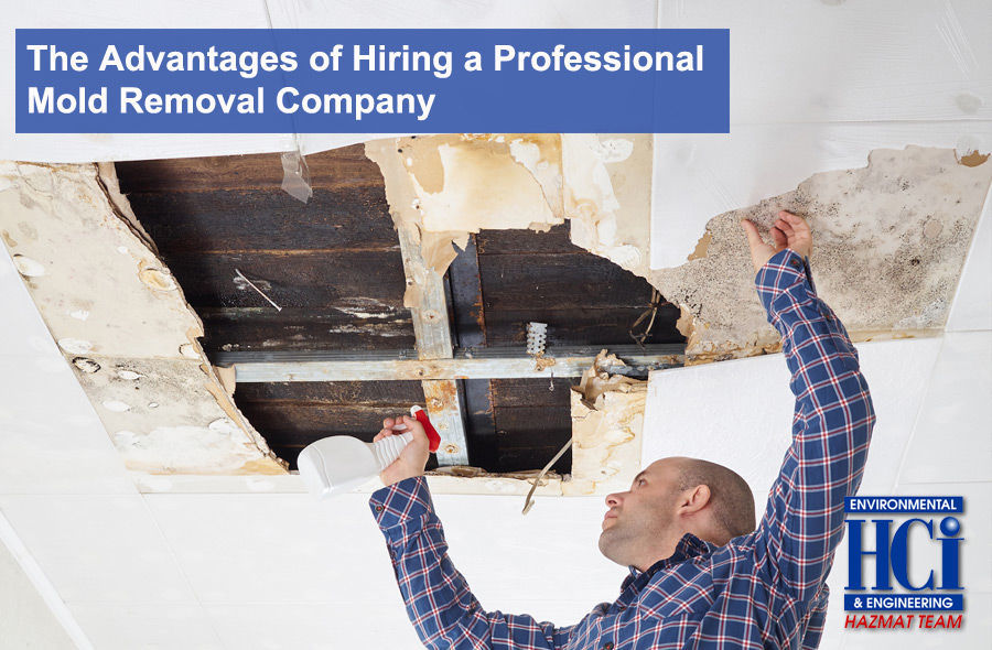 The Importance of Hiring Professionals for Mold Remediation
